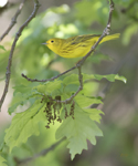 Yellow Warbler 6659